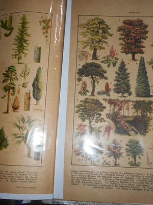 Forestry archive used with 40 lithograph clippings and articles from 1950s