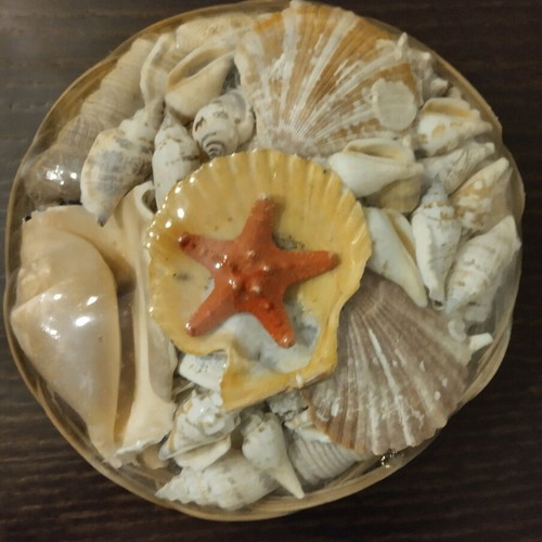 Basket with many seashells new, large