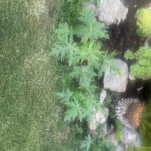 Papaya from Gold variety seed, new