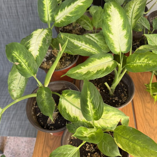 Dieffenbachia small, new
