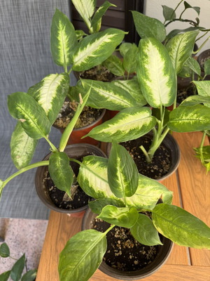Dieffenbachia small, new