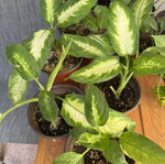 Dieffenbachia small, new