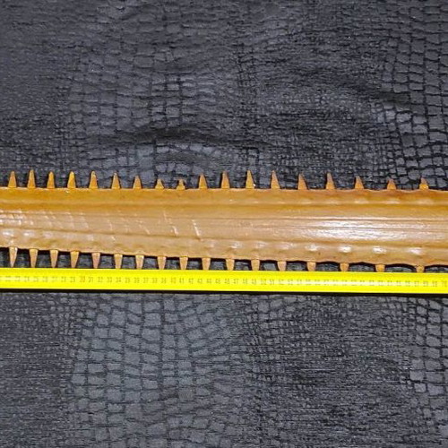 Sawfish rostrum used 93 cm
