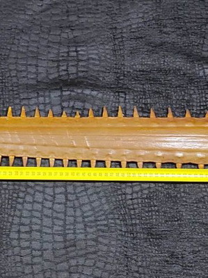 Sawfish rostrum used 93 cm