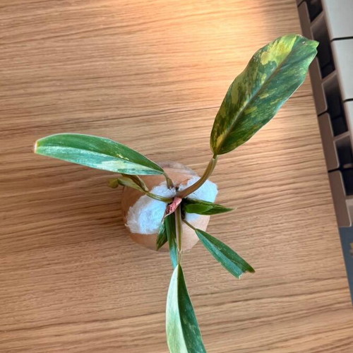 Philodendron Caramel Marble Variegata new with unique marble variegation
