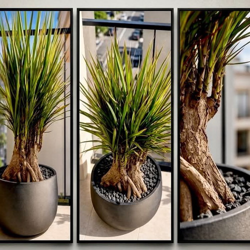 Dracaena marginata plant new, unique natural sculpture 25+ years old