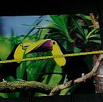  3D Κορνιζα Τουκαν Birds