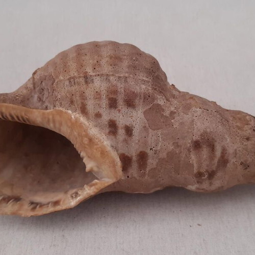Sea shells used, pack of 5 pieces