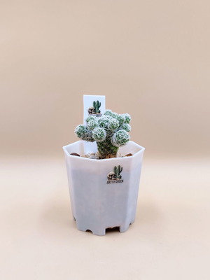 Κάκτος Mammillaria σε μικρό γλαστράκι