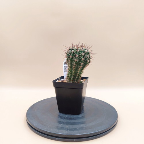 Echinopsis cactus in plastic pot