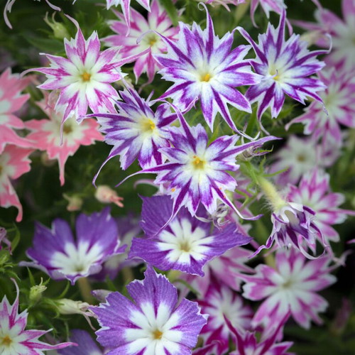 Phlox drummondii Twinkle Star flower seeds like new, bicolor star-shaped