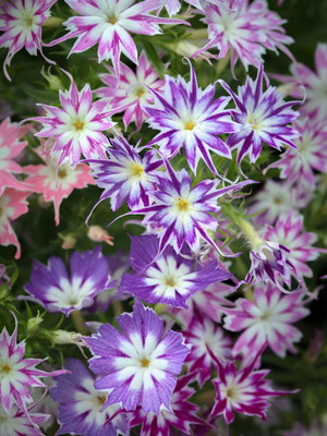 Phlox drummondii Twinkle Star flower seeds like new, bicolor star-shaped