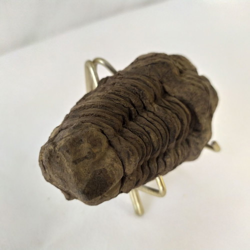 Calymene Trilobite Fossils from Morocco, like new, set of 2