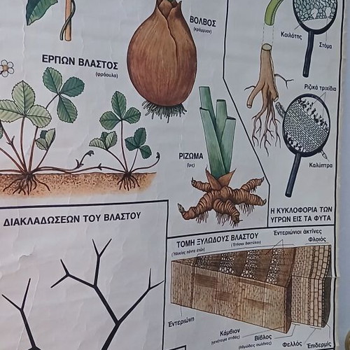Vintage Botanical School Chart used, 75 cm