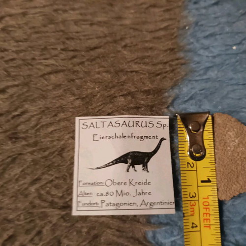 Saltasaurus egg shell used