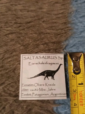 Saltasaurus egg shell used