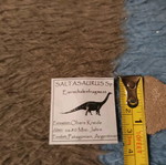 Saltasaurus egg shell used