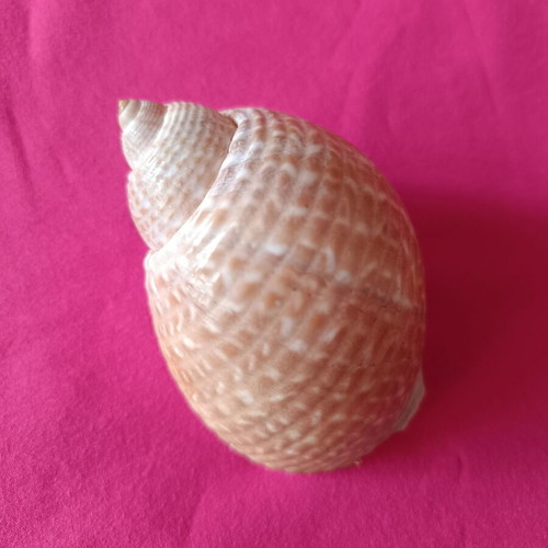Tonnidae Tonna shells like new, 2 pieces from Madagascar