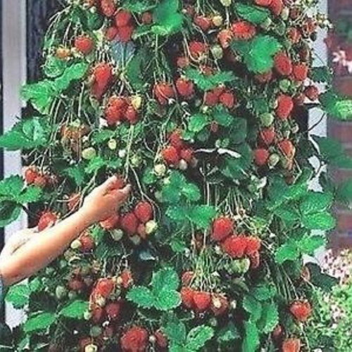 Skyline climbing strawberry seeds, pack of 50