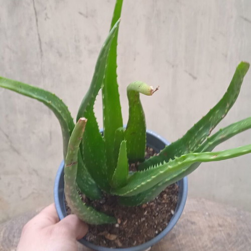 Aloe Vera succulent in nursery pot, new
