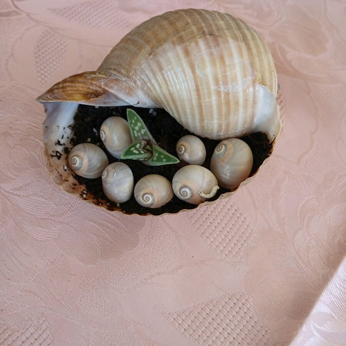 Succulent in natural shell new