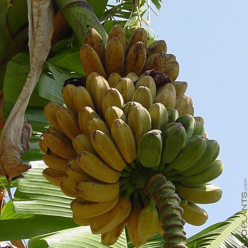 Banana Praying Hands tropical dwarf banana seeds, like new