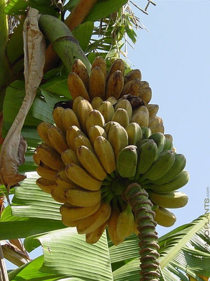 Σπόροι Banana Praying Hands τροπικής νάνας μπανάνας, σαν καινούργιοι