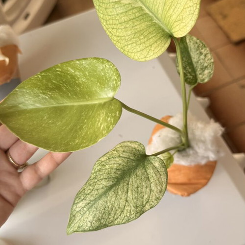 Monstera White Monster new, well rooted