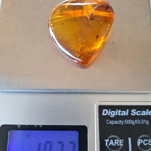 Baltic Amber Stone with Ancient Insects New