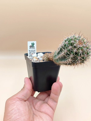 Κάκτοι Echinopsis καινούργιοι, σετ 5 μίνι γλαστράκια