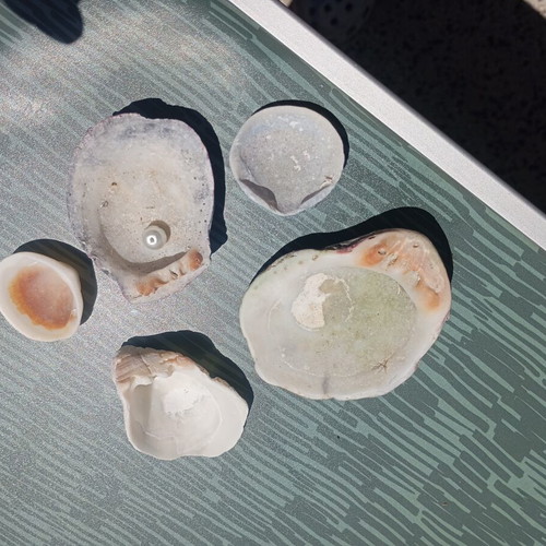 Small collection of seashells and one small pearl