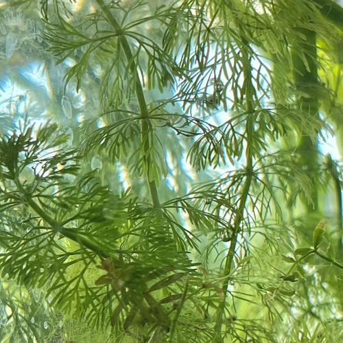 Limnophila Sessiflora cuttings, pack of 8