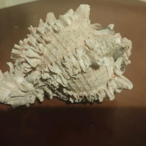 Shell 13cm used with pink beige gray colors