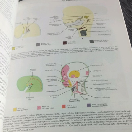 Colored Clinical Embryology University Medical Textbook AUTH like new