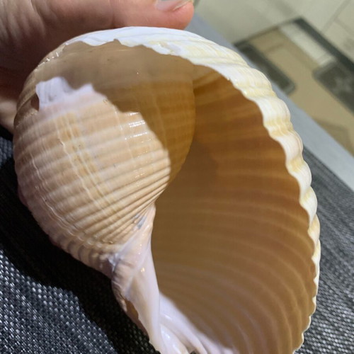 Large natural seashell, vintage coastal decor