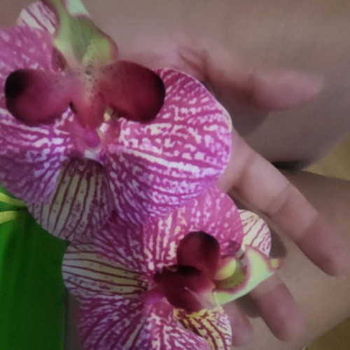 Orchids earrings new