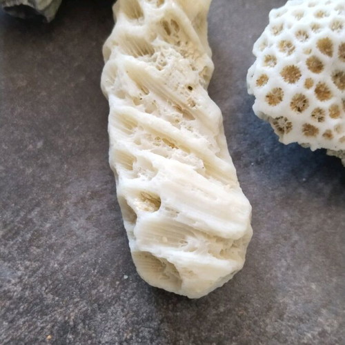 Rare rocks used, pack of 7 pieces, coral from Sri Lanka
