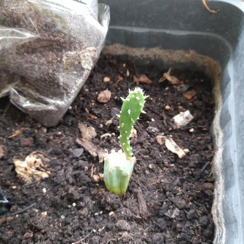 Small prickly pear cactus about 8 cm tall