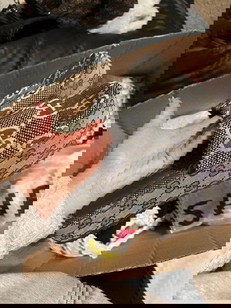 παντόφλα  Gucci