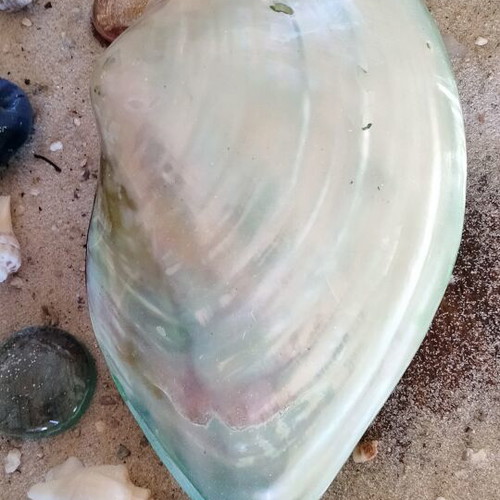 Mother of Pearl Collectible Freshwater Mussel Shell new, 6cm