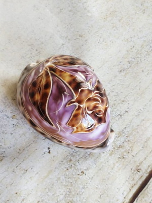 Natural shell externally carved 9.5 cm new