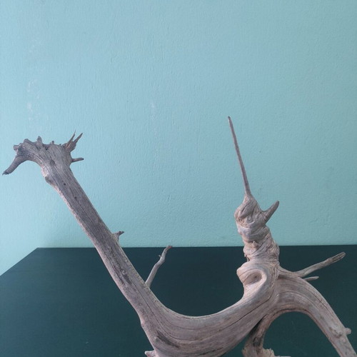 Driftwood "Pinocchio" for aquarium, new