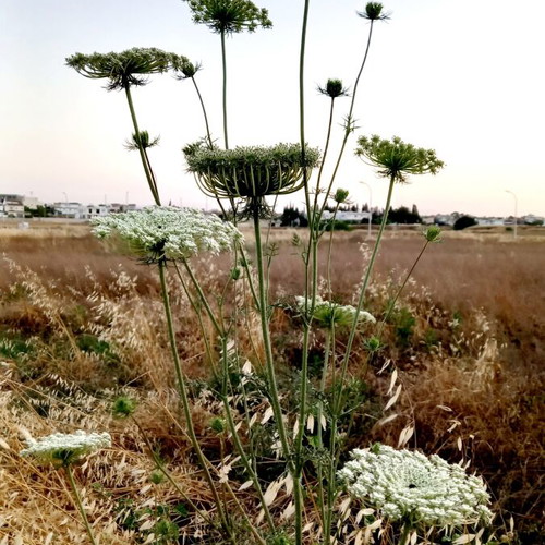 Wild Carrot Seeds Daucus carota, pack of 20