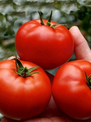 Saint Pierre tomato seeds, 20 pieces, traditional French variety