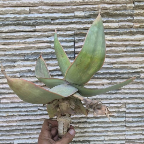 Aloe Striata new, large specimen with 23cm caudex