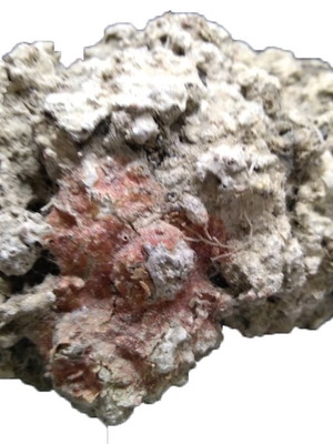 Rock used from sea bottom