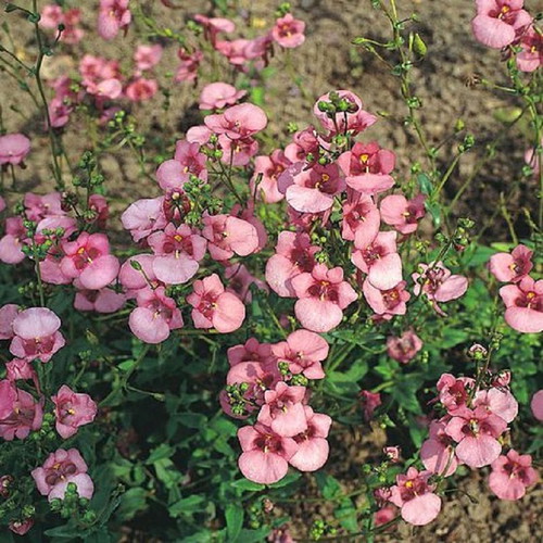 Diascia Twinspur Pink Queen flower seeds, pack of 20