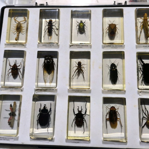 Deagostini real insects used collection, 39 pieces