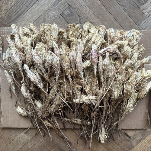 Queen of the Night dried flowers used, pack of 250