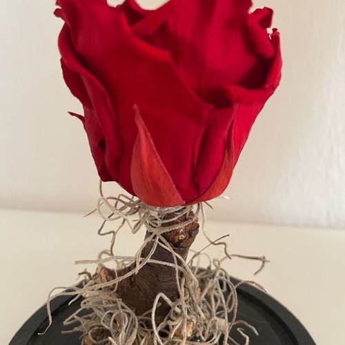 Forever Rose decorative red new with glass dome
